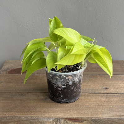 Эпипремнум Голден Потос (Golden Pothos) (D10 H25)