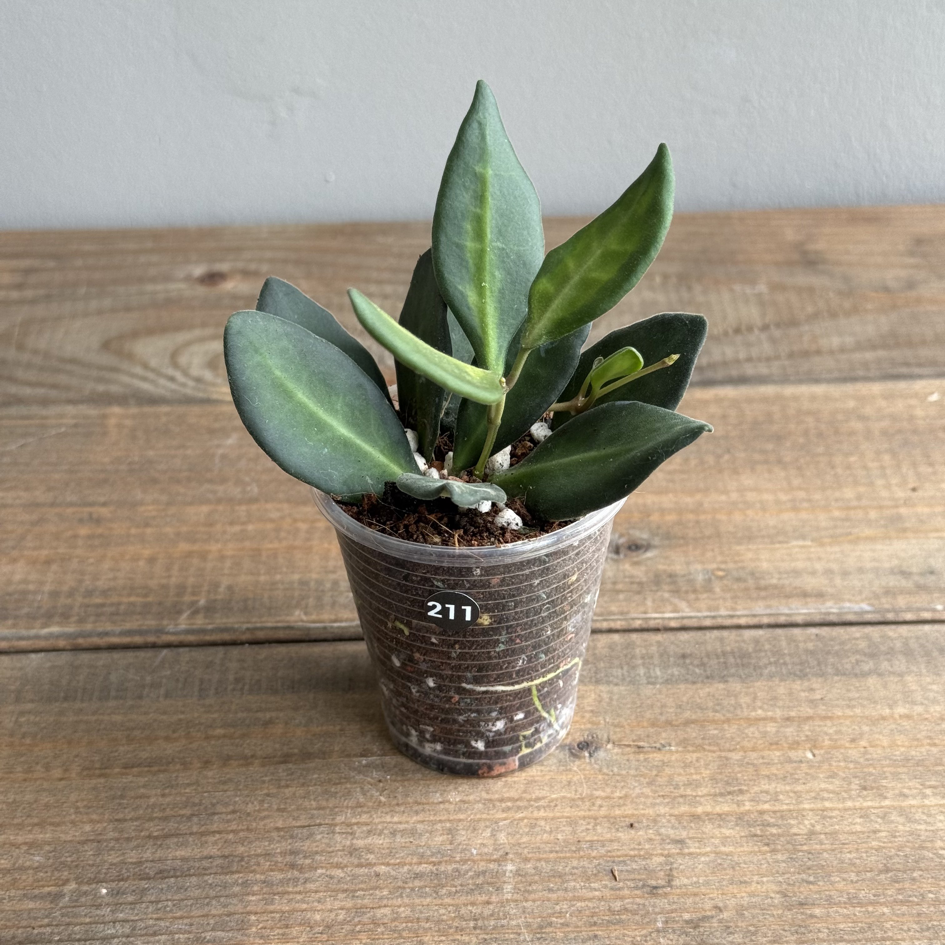 Хойя Буртони Вариегата (Hoya Burtoniae Variegata) (D6 H15)