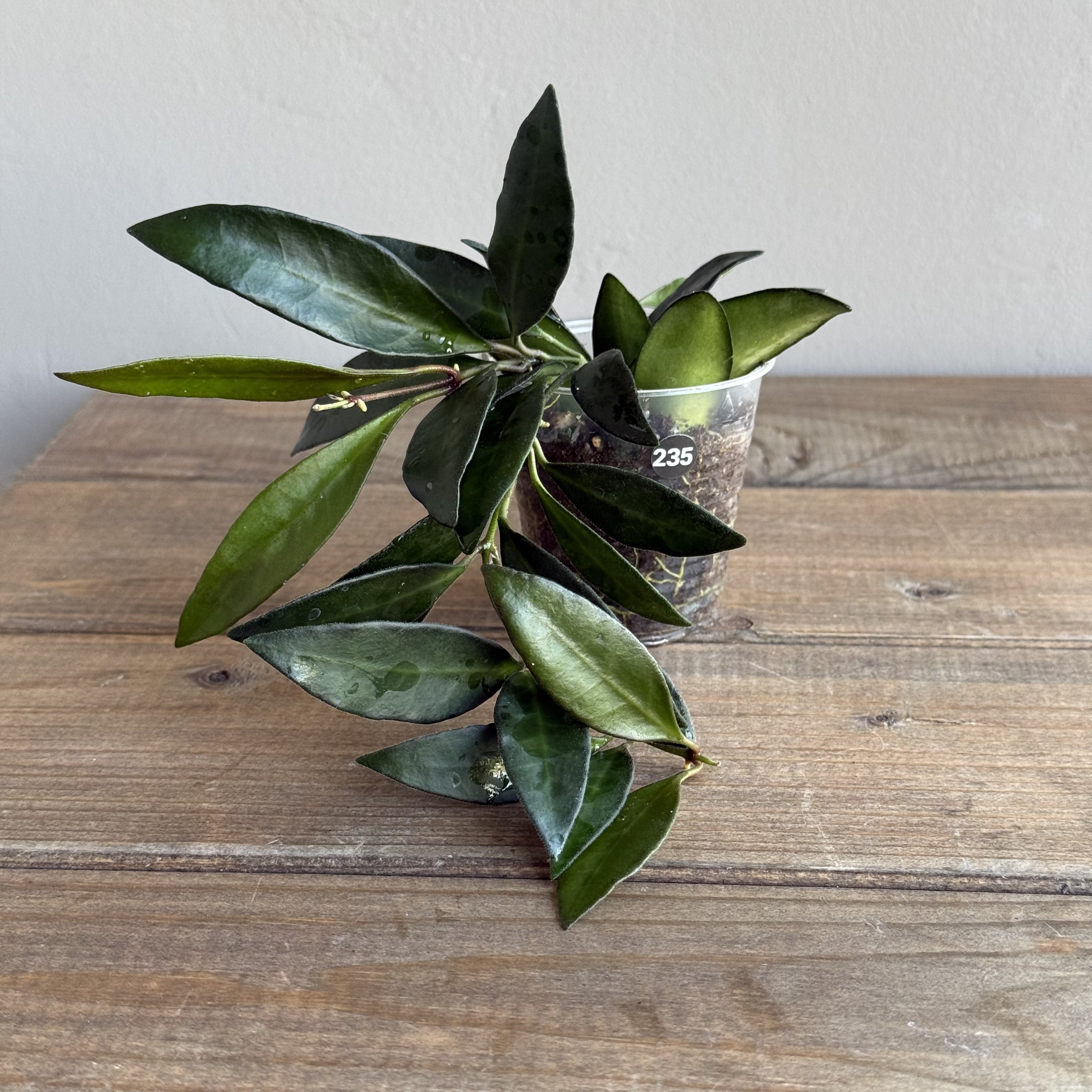 Хойя Росита (Hoya Rosita) (D6 H20)