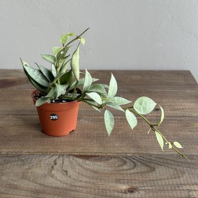 Хойя Лакуноза Минт (Hoya Lacunosa Mint) (D7 H20)