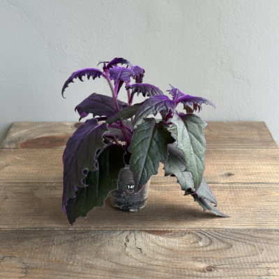 Гинура (D6 H20)