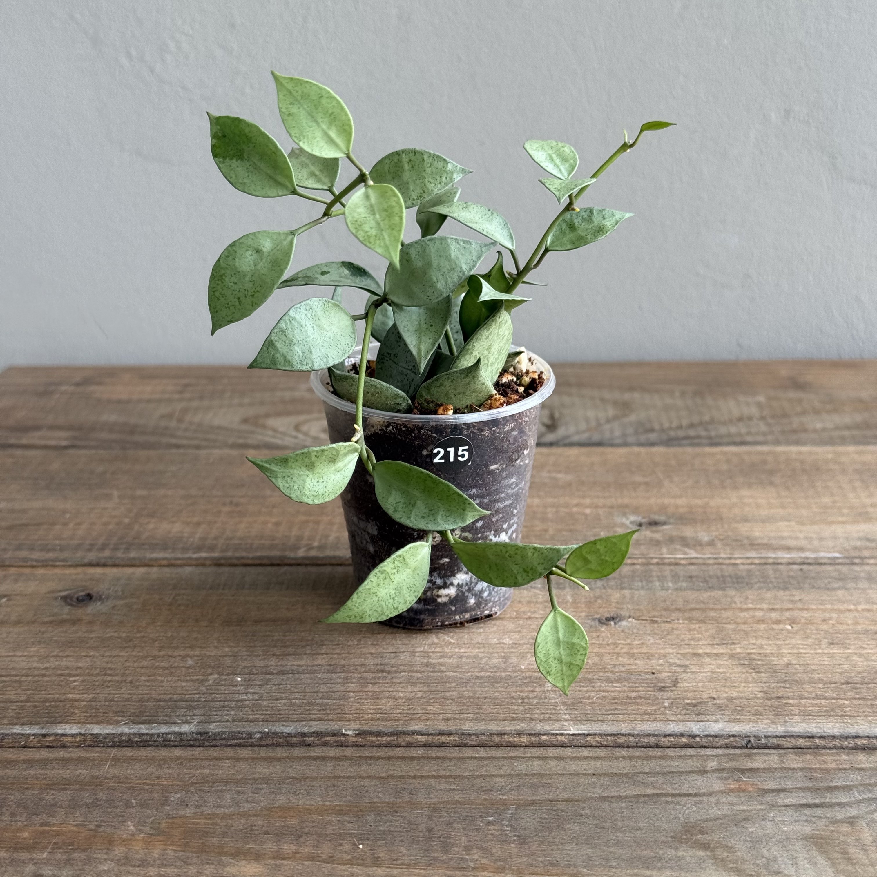 Хойя Лакуноза Минт (Hoya Lacunosa Mint) (D6 H20)