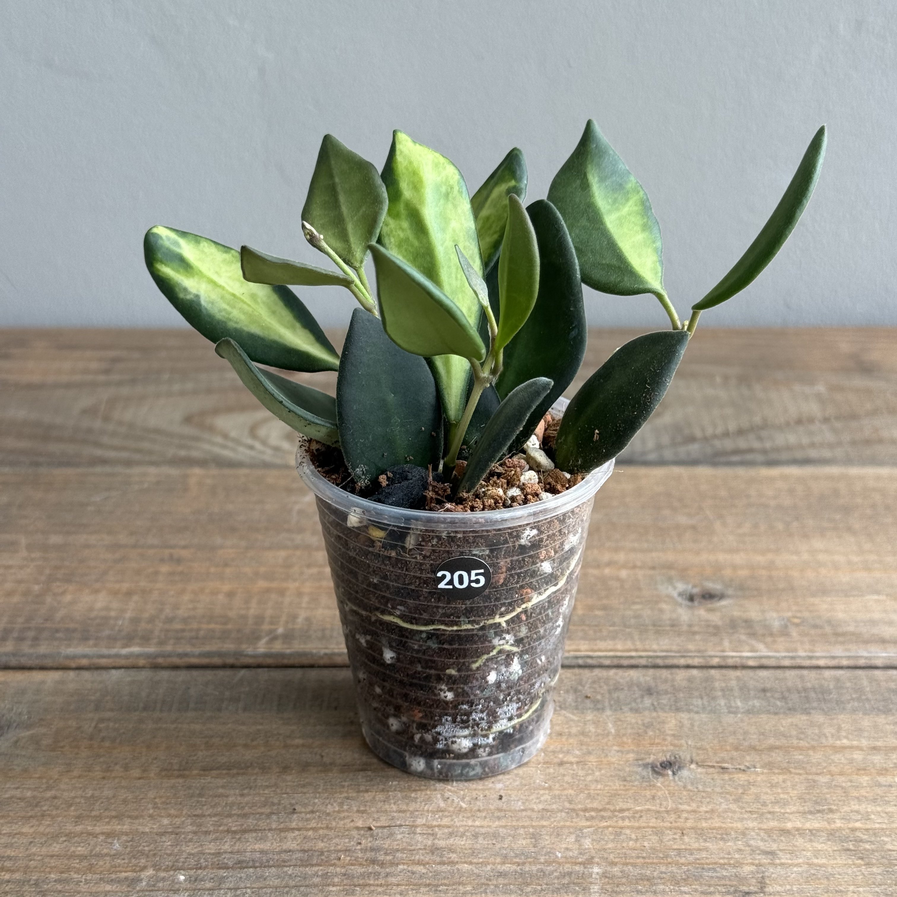Хойя Буртони Вариегата (Hoya Burtoniae Variegata) (D6 H15)