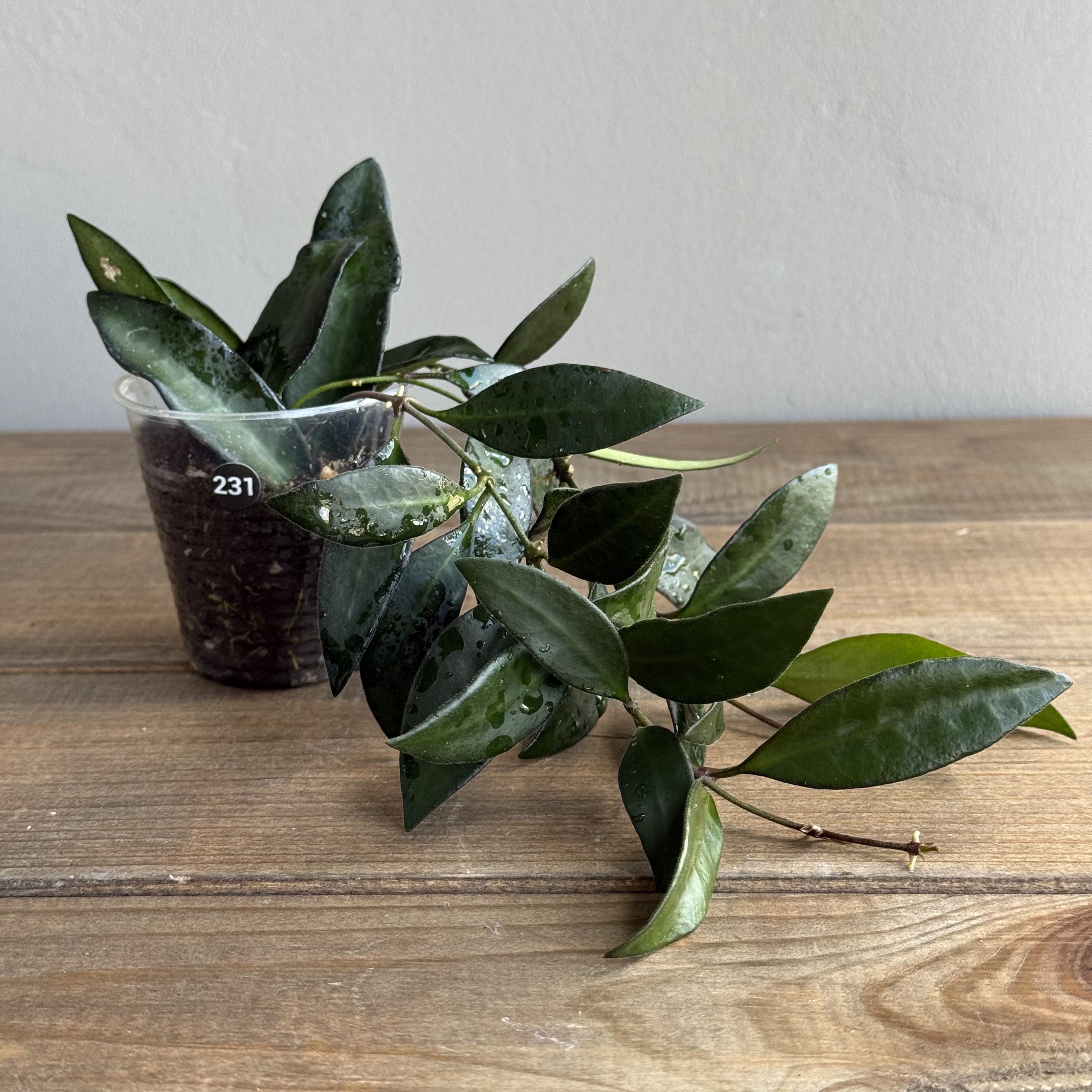 Хойя Росита (Hoya Rosita) (D6 H20)