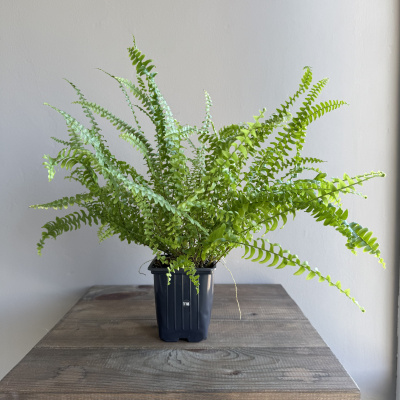 Нефролепис Грин Леди (Green Lady) (D9 H40)