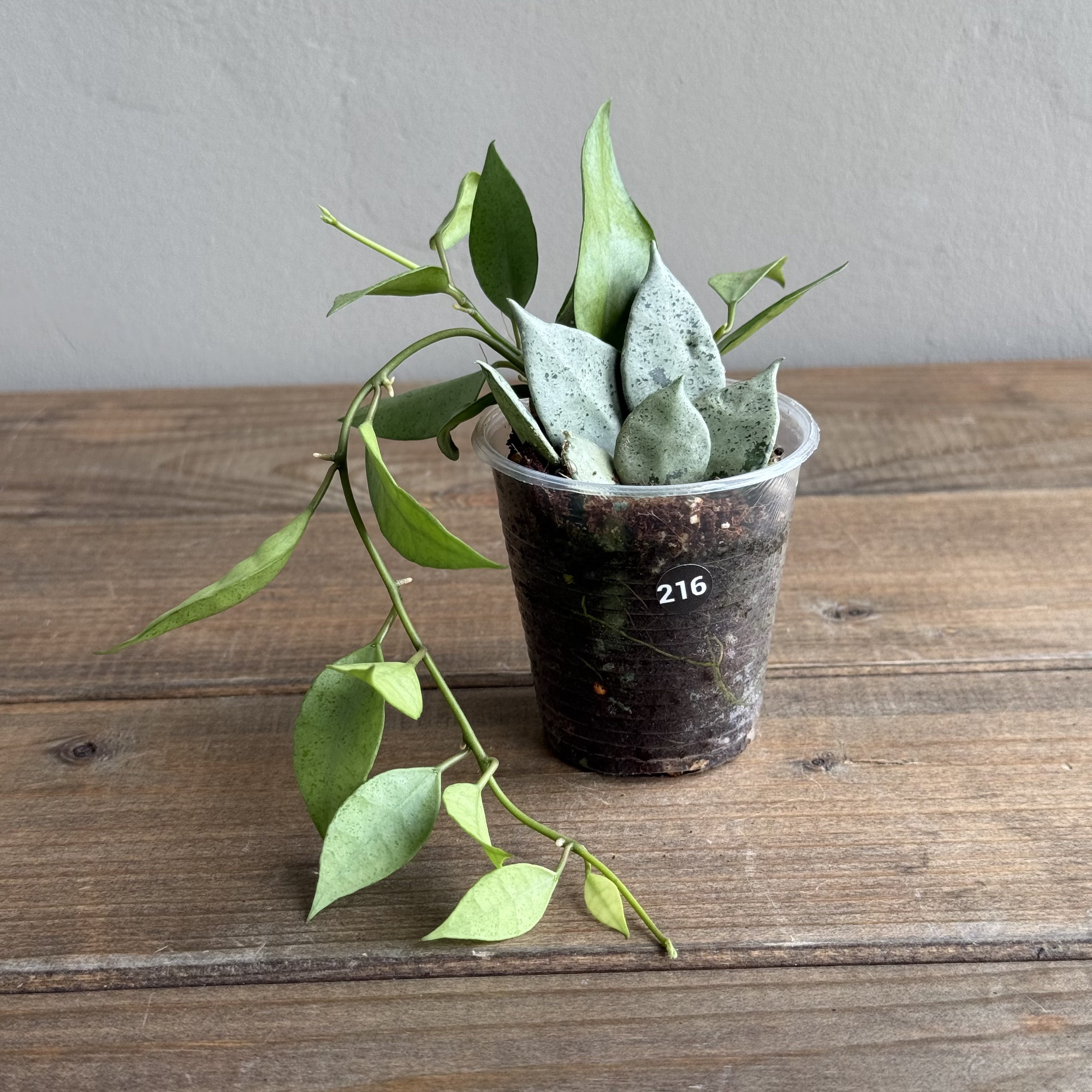 Хойя Лакуноза Минт (Hoya Lacunosa Mint) (D6 H20)