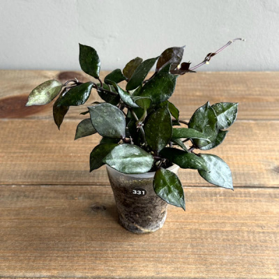 Хойя Крохниана Блэк Ливс (Krohniana Black Leaves) (D6 H50)