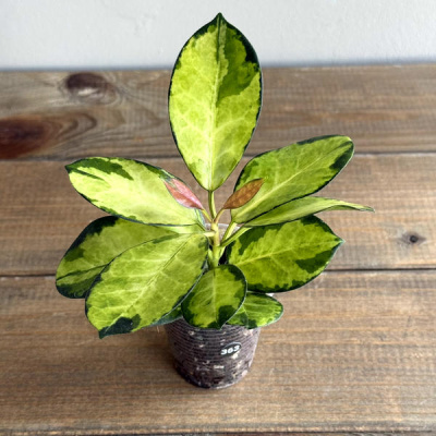Хойя Аустралис Лиза (Hoya Australis Lisa) (D6 H15)