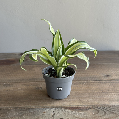 Драцена  Малайка (Dracaena Malaika) (D6 H15)