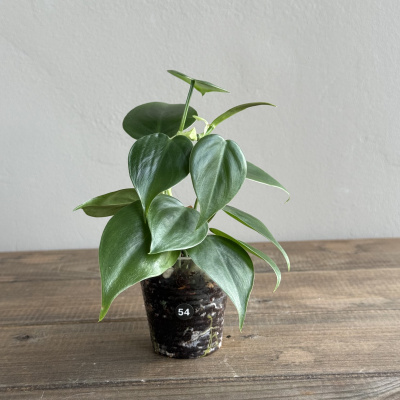 Филодендрон Сканденс (Scandens) (D6 H15)
