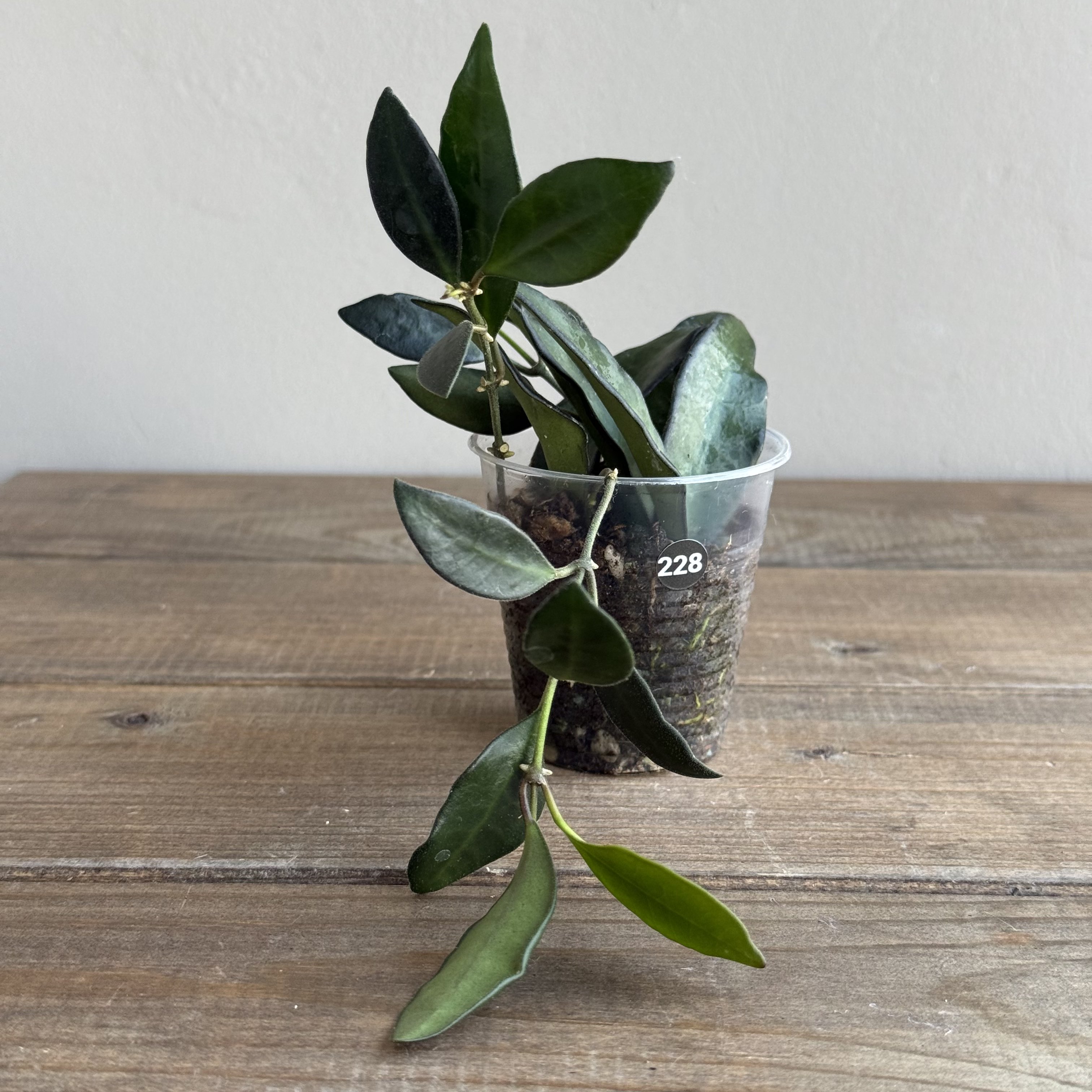 Хойя Росита (Hoya Rosita) (D6 H20)