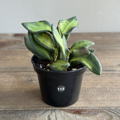 Хойя Буртони Вариегатная (Burtoniae Variegata) (D7 H10)