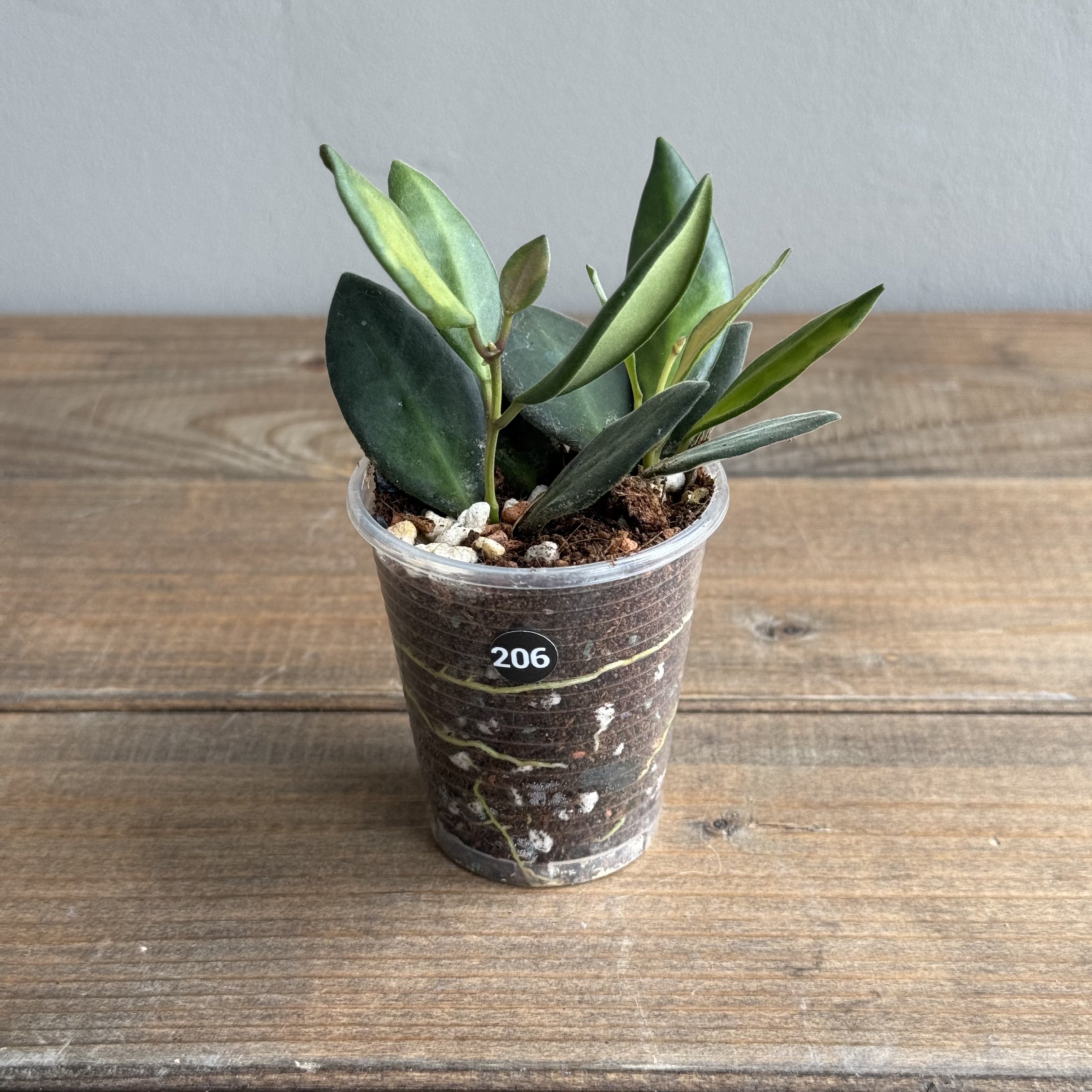 Хойя Буртони Вариегата (Hoya Burtoniae Variegata) (D6 H15)