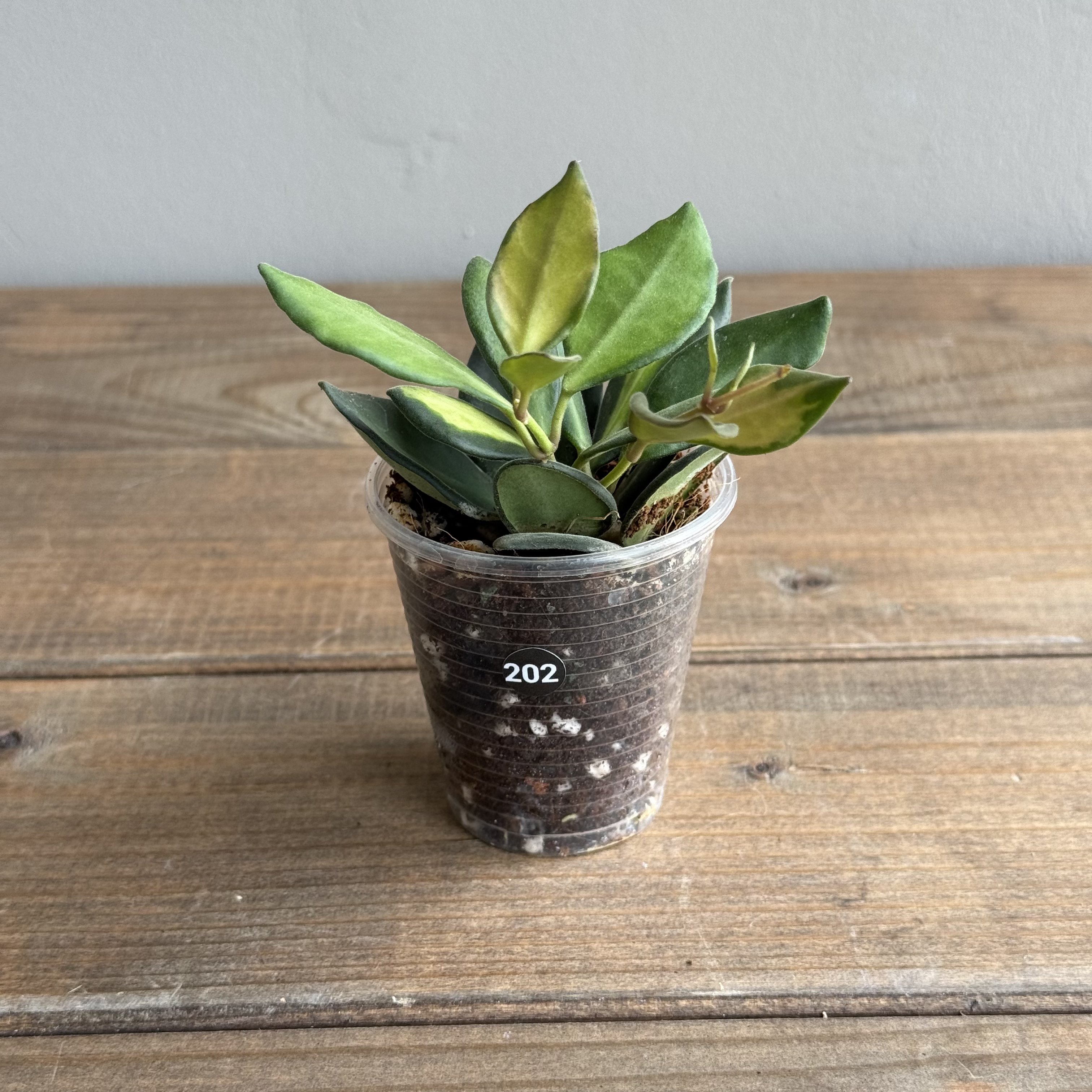 Хойя Буртони Вариегата (Hoya Burtoniae Variegata) (D6 H15)