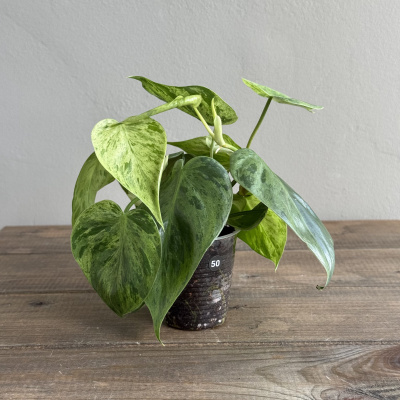 Филодендрон Хедерациум Вариегатный (Hederaceum Variegata) (D6 H15)
