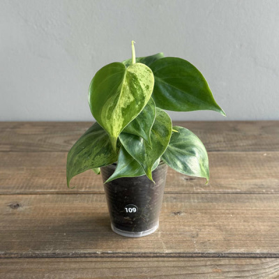 Филодендрон Хедерациум Вариегатный (Hederaceum Variegata) (D6 H15)