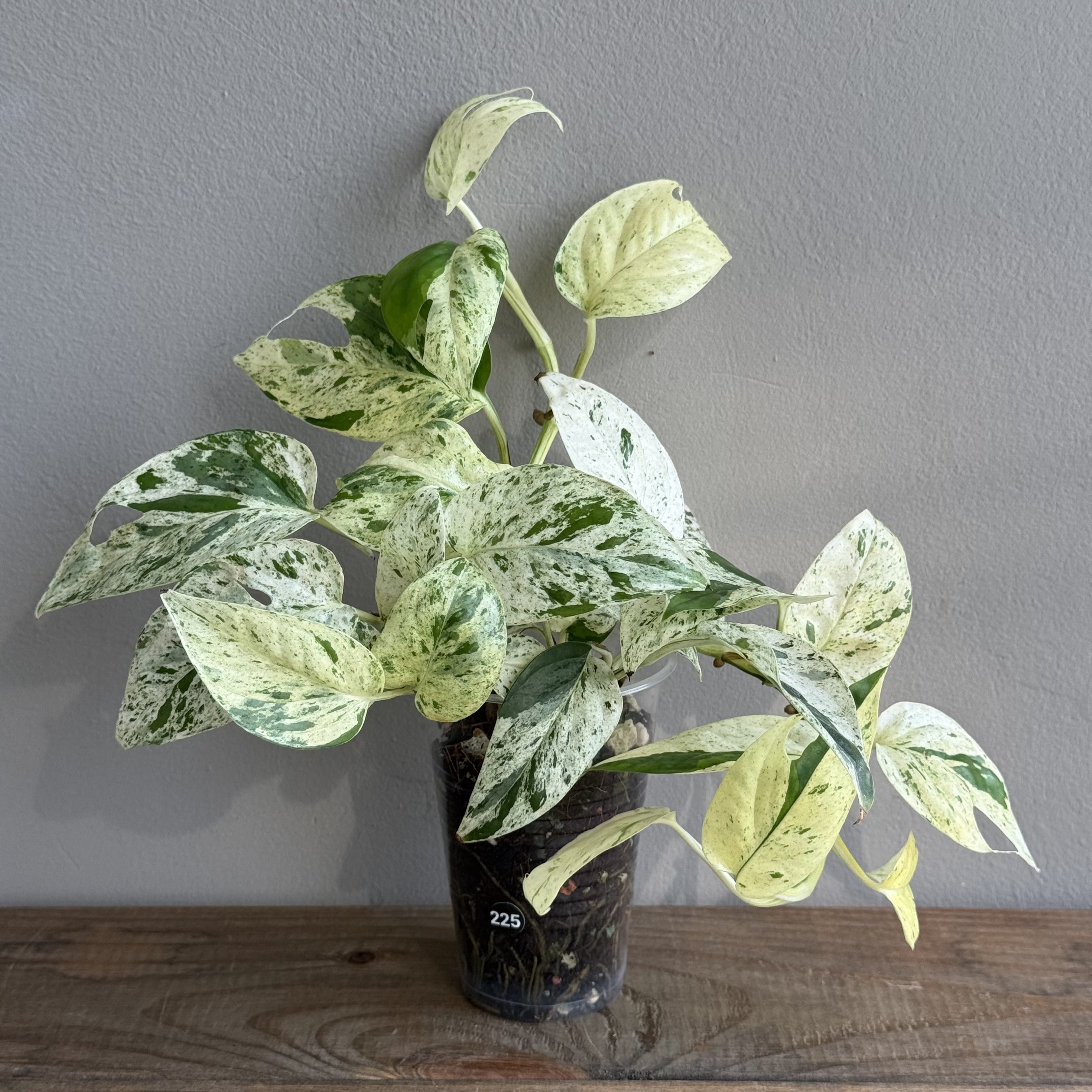 Эпипремнум Пиннатум Марбл Вариегата (Pinnatum Marble Variegata) (D7 H25)
