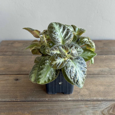 Эписция Микс (Episcia) (D8 H15)