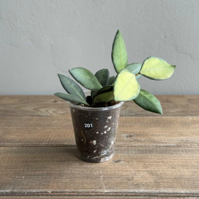 Хойя Буртони Вариегата (Hoya Burtoniae Variegata) (D6 H15)
