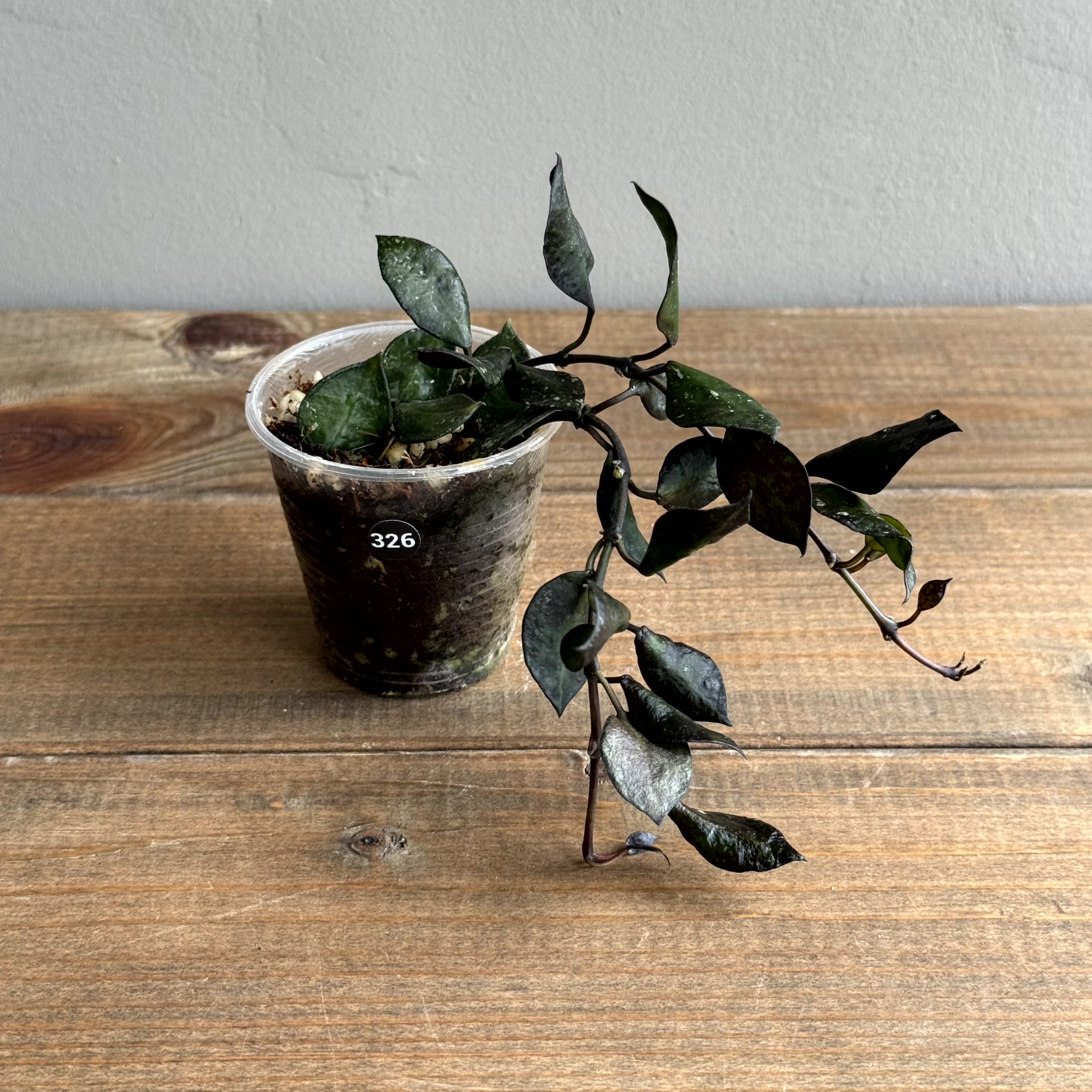 Хойя Крохниана Блэк Ливс (Krohniana Black Leaves) (D6 H15)