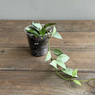 Хойя Лакуноза Минт (Hoya Lacunosa Mint) (D6 H20)