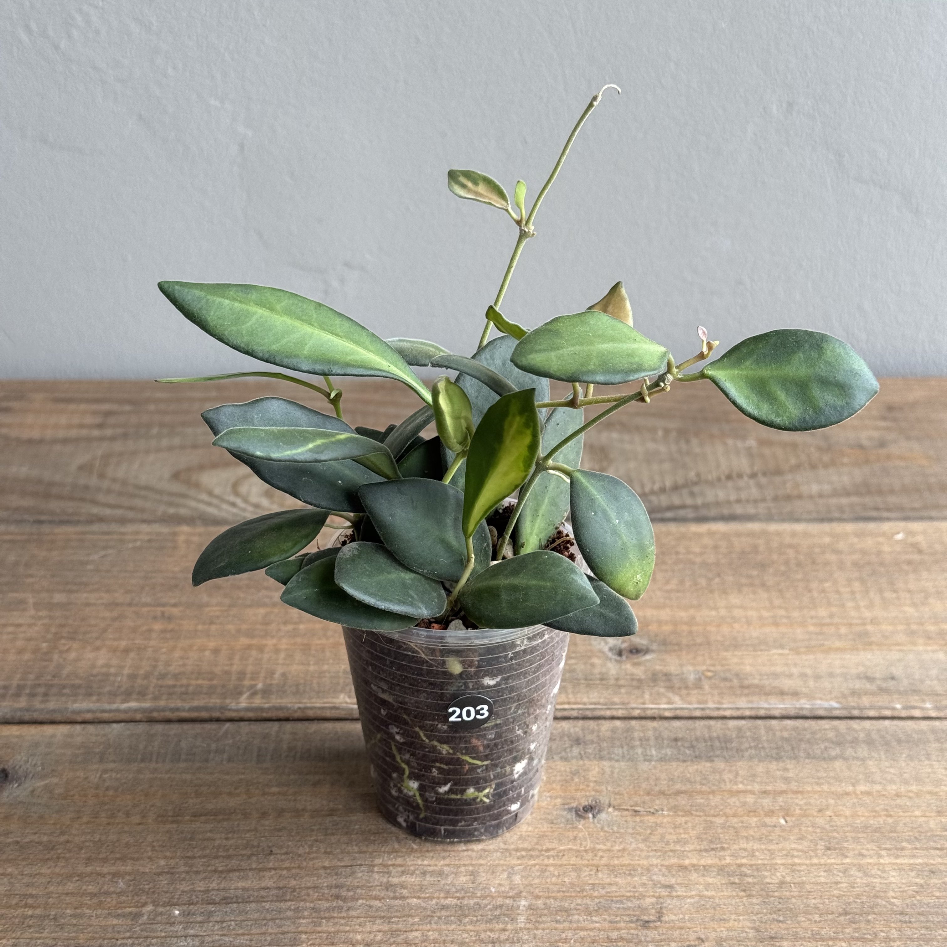 Хойя Буртони Вариегата (Hoya Burtoniae Variegata) (D6 H15)