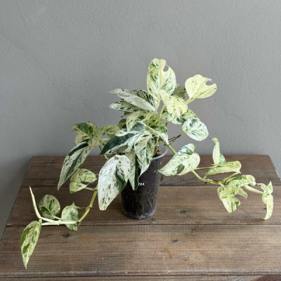 Эпипремнум Пиннатум Марбл Вариегата (Pinnatum Marble Variegata) (D7 H25)