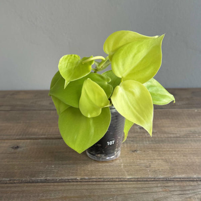 Филодендрон Сканденс Миканс Лайм (Scandens Micans Lime) (D6 H15)