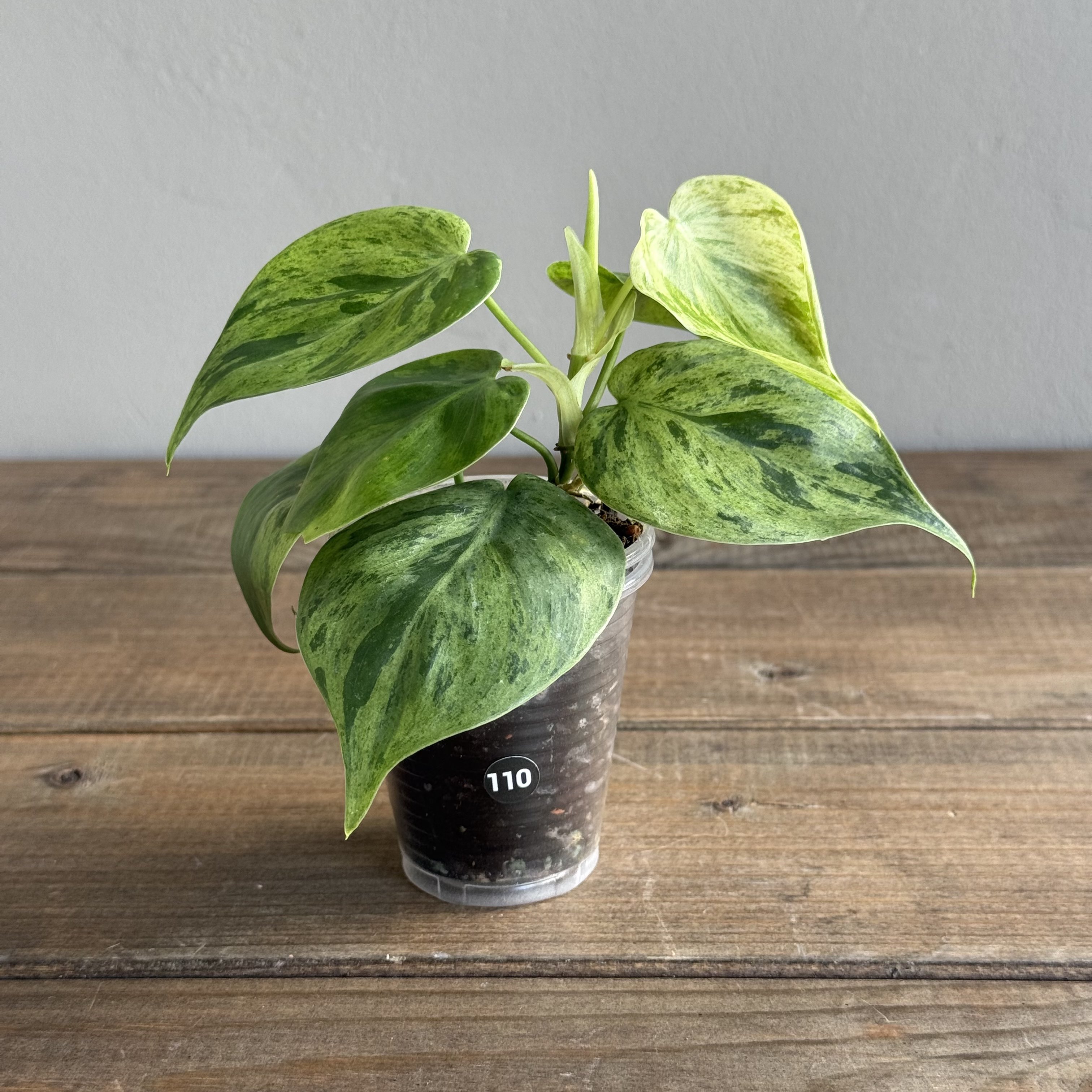 Филодендрон Хедерациум Вариегатный (Hederaceum Variegata) (D6 H15)
