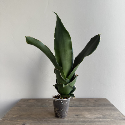 Сансевиерия Стар Роуз (Star Rose) (D6 H30)