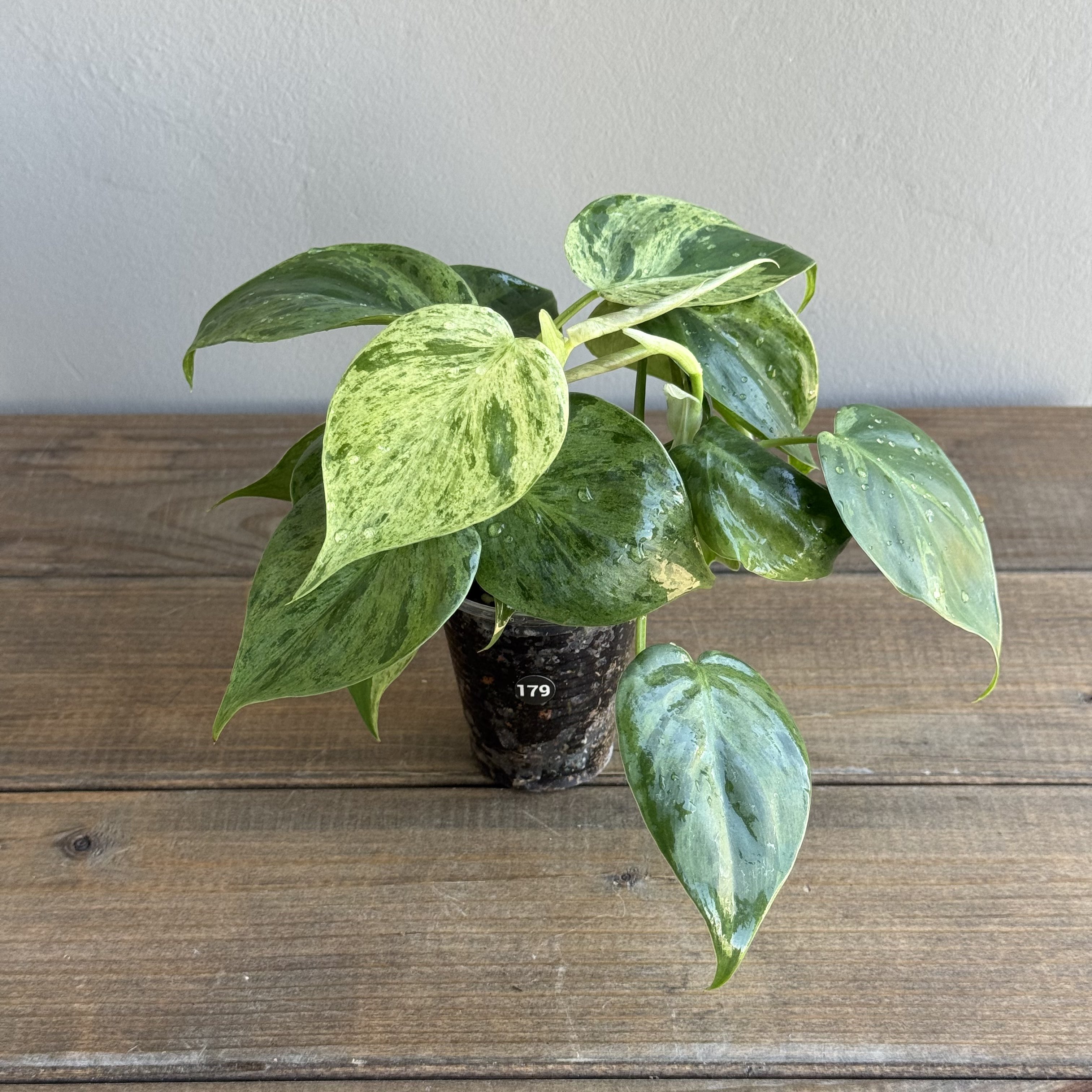 Филодендрон Хедерациум Вариегатный (Hederaceum Variegata) (D6 H15)