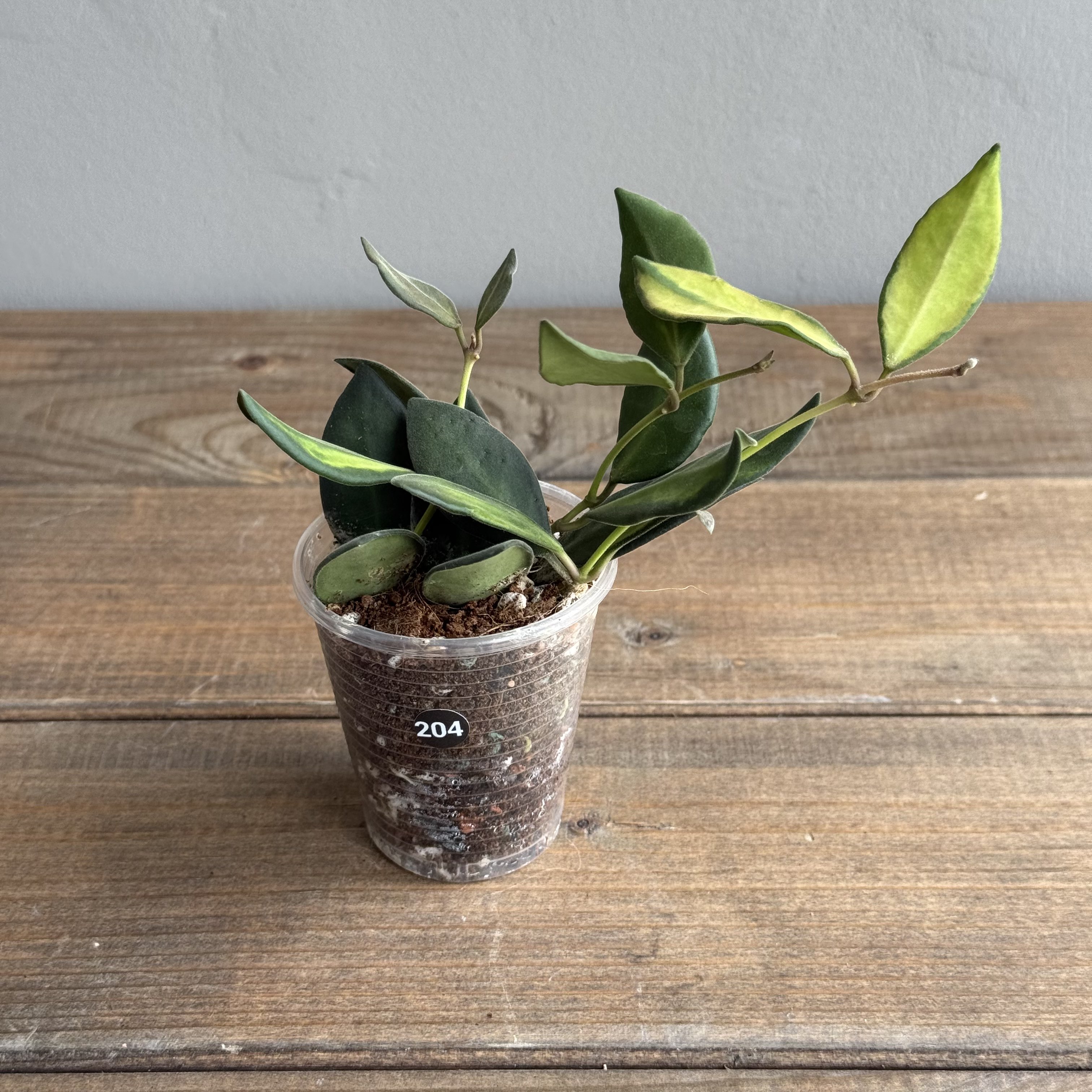 Хойя Буртони Вариегата (Hoya Burtoniae Variegata) (D6 H15)