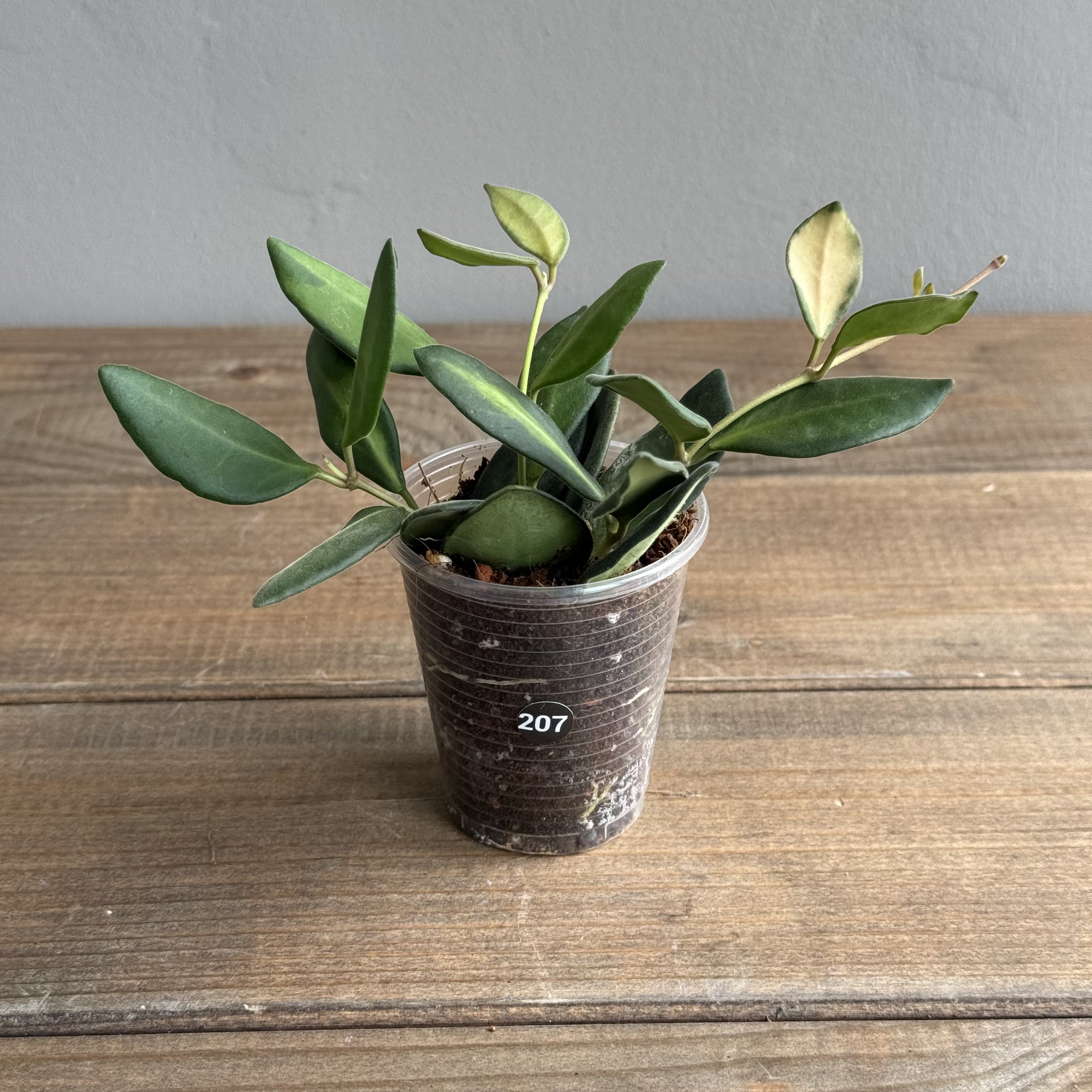 Хойя Буртони Вариегата (Hoya Burtoniae Variegata) (D6 H15)