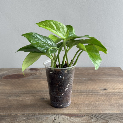 Эпипремнум Марбл Грин (Marble Green) (D7 H20)