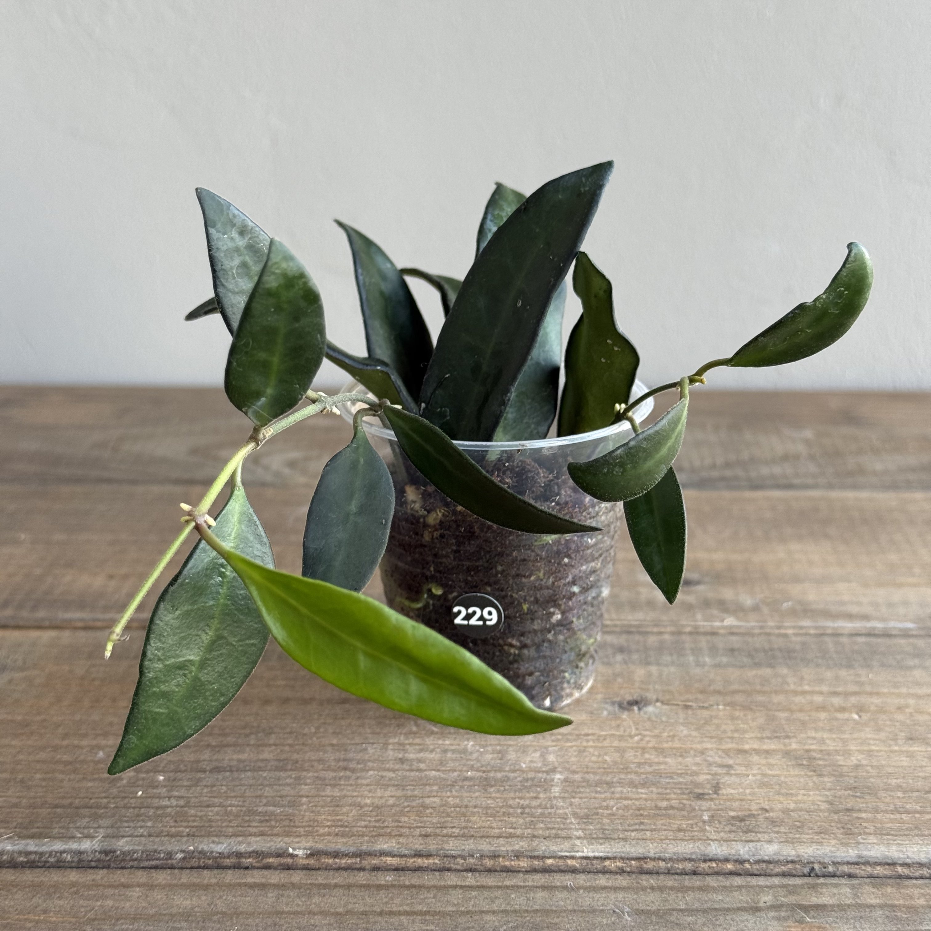 Хойя Росита (Hoya Rosita) (D6 H20)
