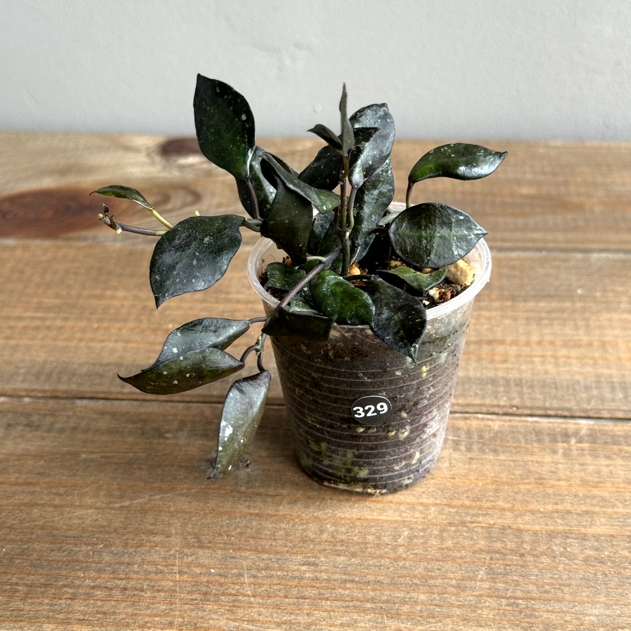 Хойя Крохниана Блэк Ливс (Krohniana Black Leaves) (D6 H15)