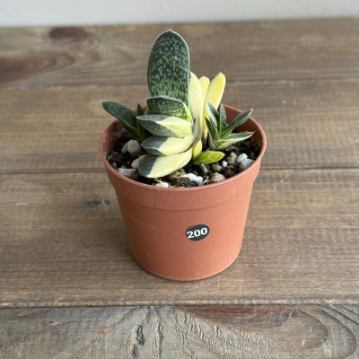 Гастерия Веррукоза Вариегатная (Verrucosa Variegata) (D7 H10)