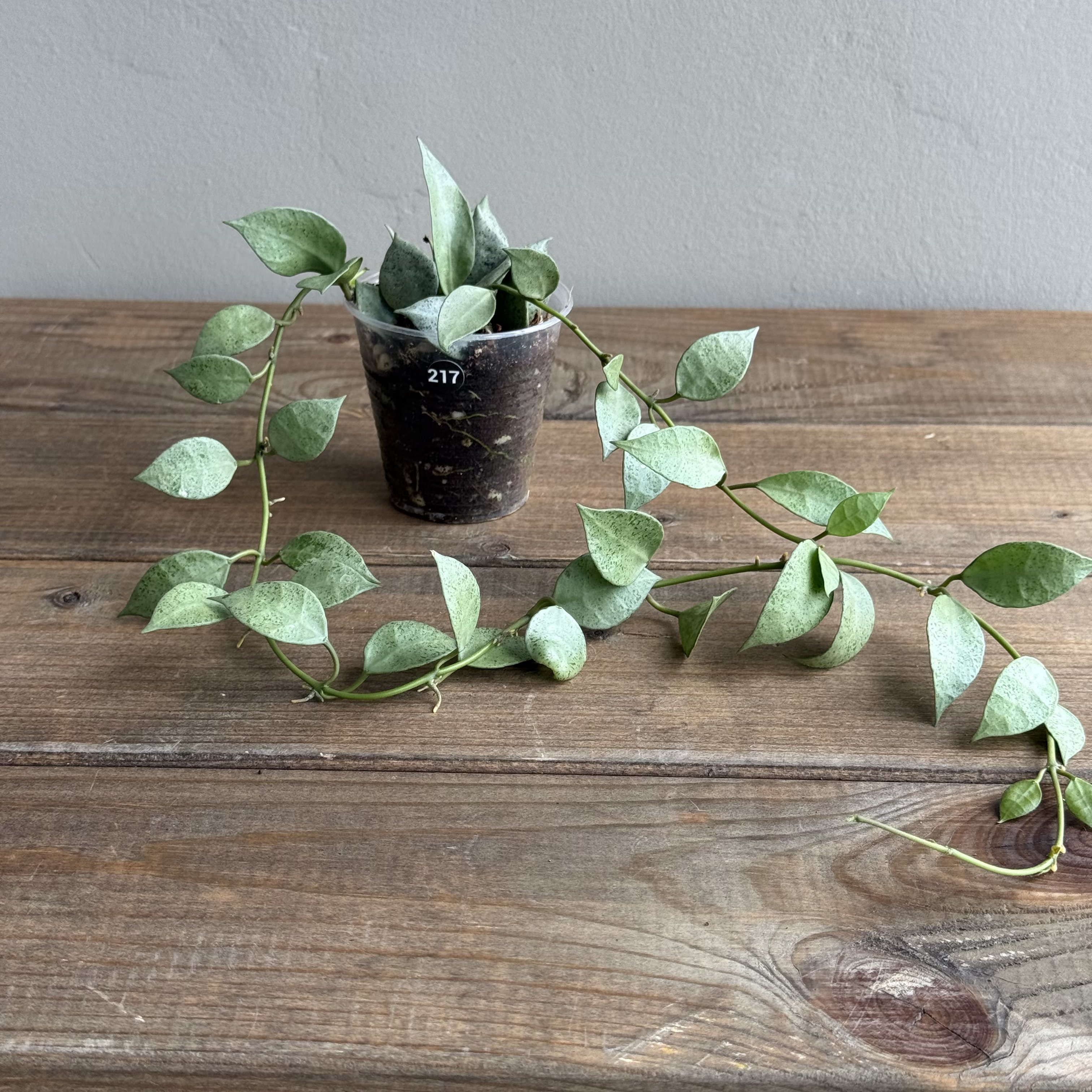 Хойя Лакуноза Минт (Hoya Lacunosa Mint) (D6 H20)