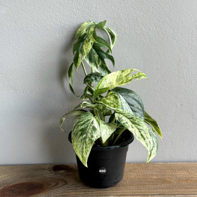 Эпипремнум Пиннатум Вариегатный (Pinnatum Marble Variegata) (D9 H20)