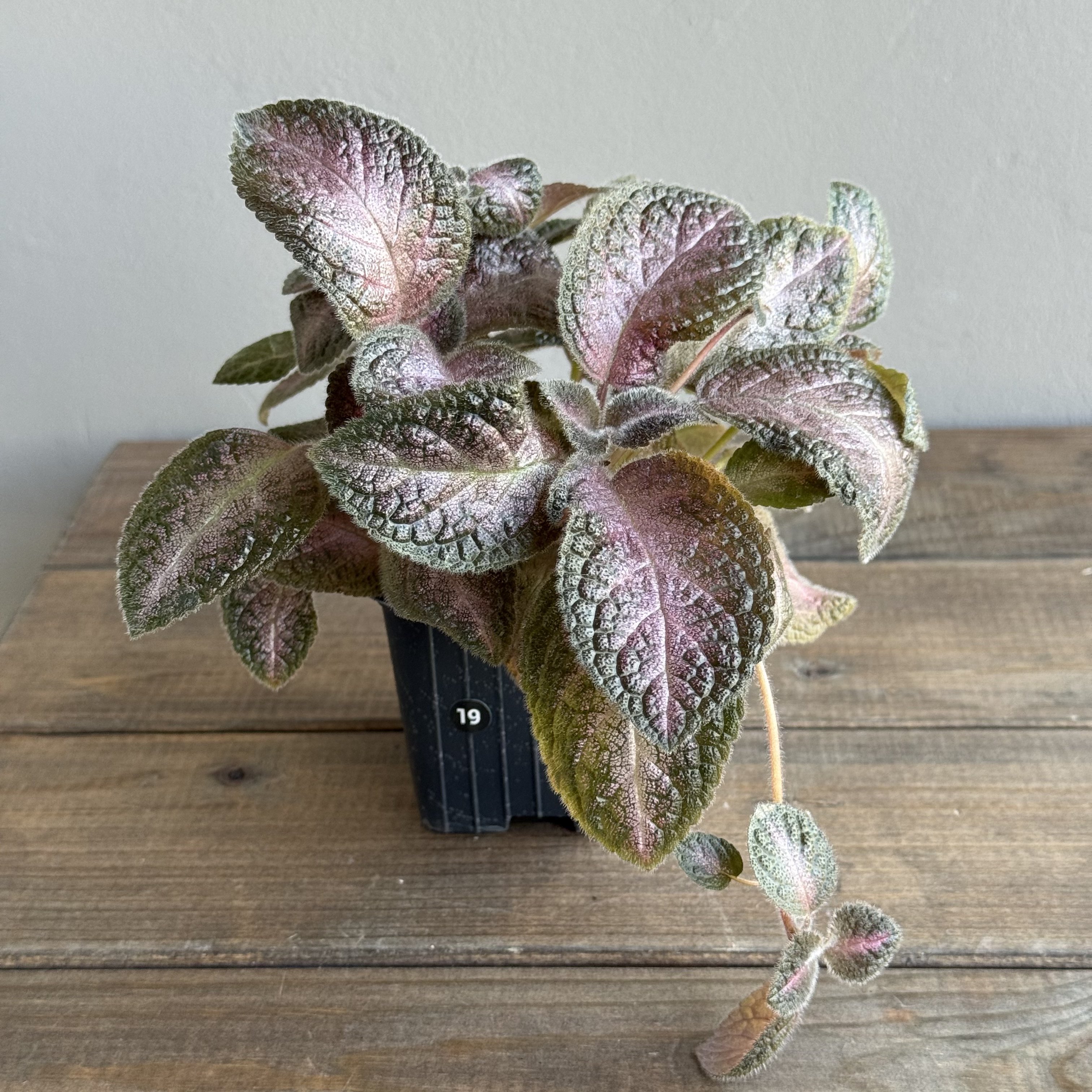 Эписция Микс (Episcia) (D8 H15)