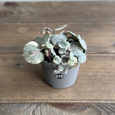 Церопегия Вариегатная (Variegata) (D6 H10)