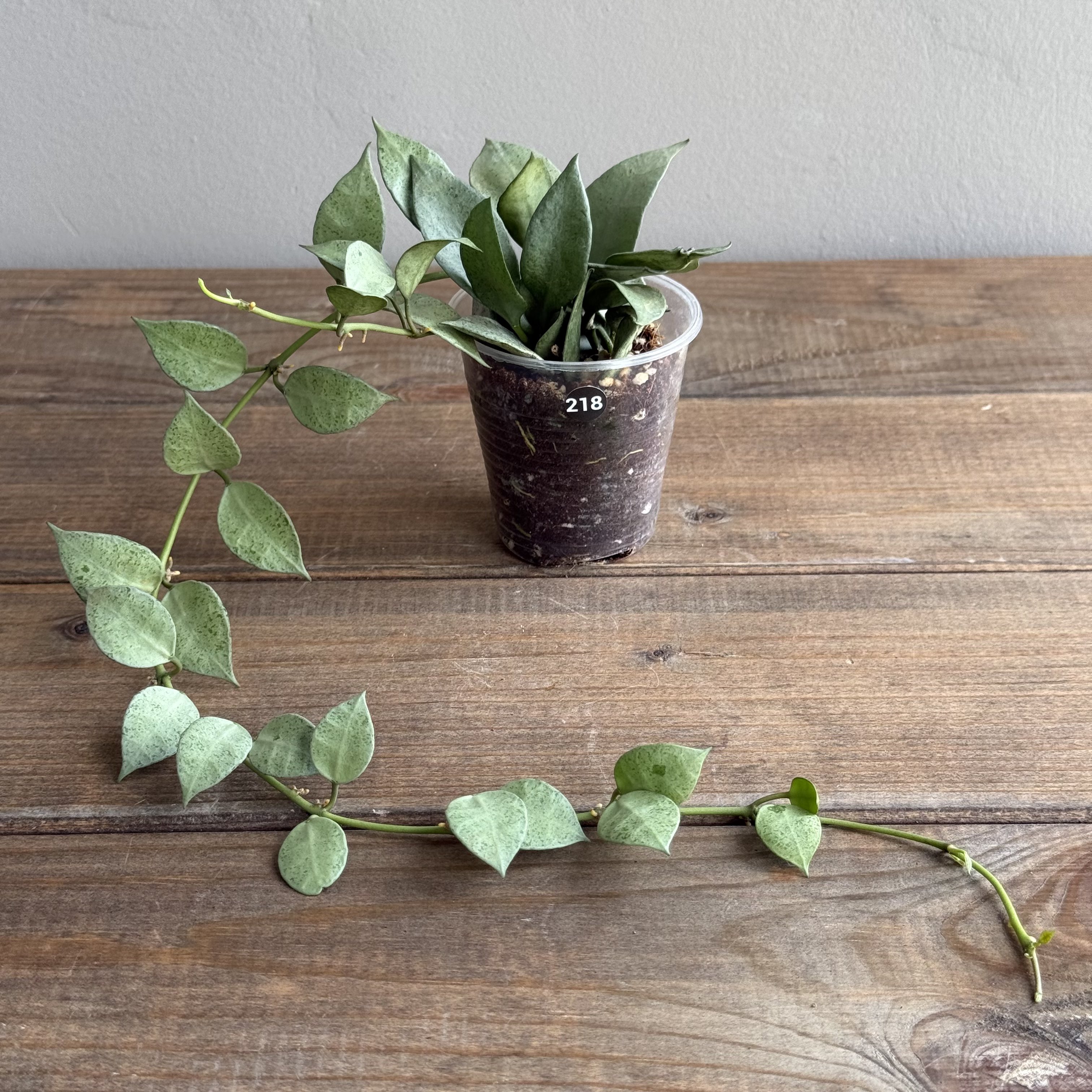 Хойя Лакуноза Минт (Hoya Lacunosa Mint) (D6 H20)