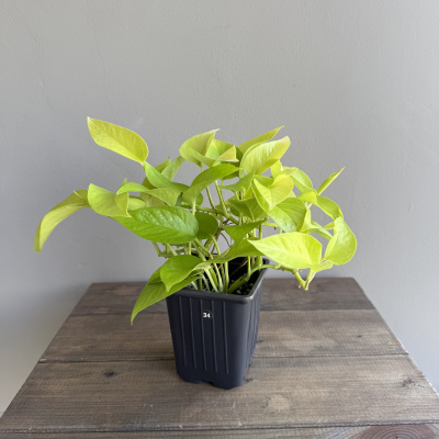 Эпипремнум Голден Потос (Golden Pothos) (D9 H30)