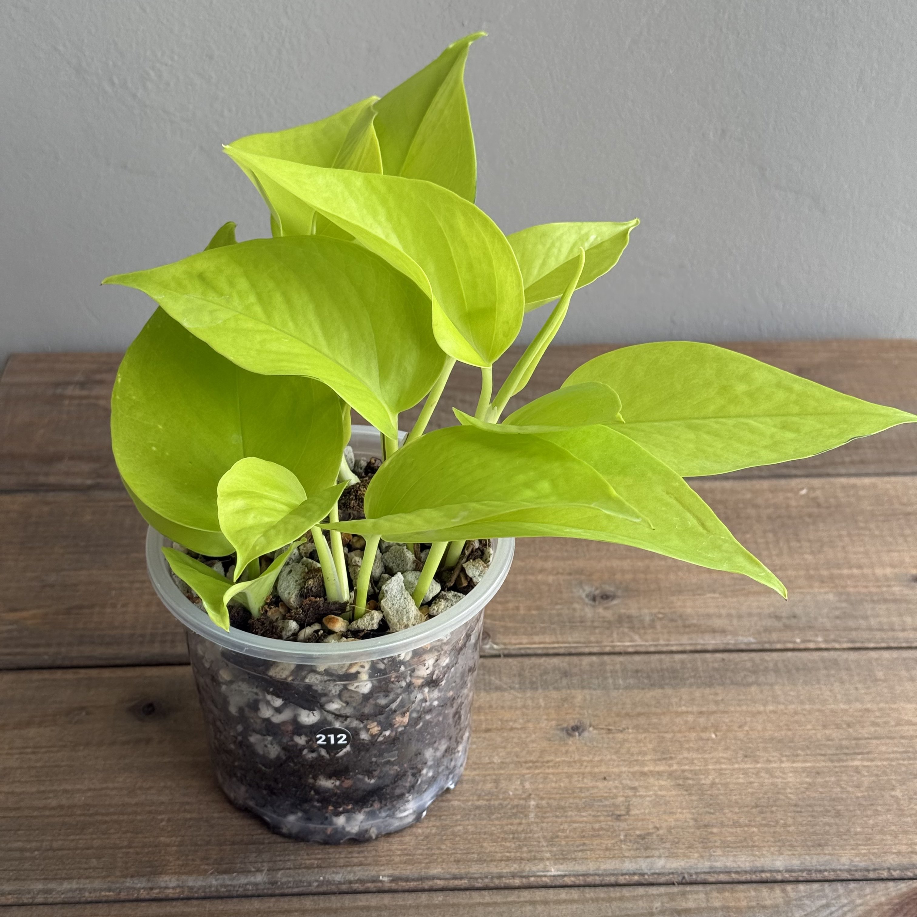 Эпипремнум Голден Потос (Golden Pothos) (D10 H25)