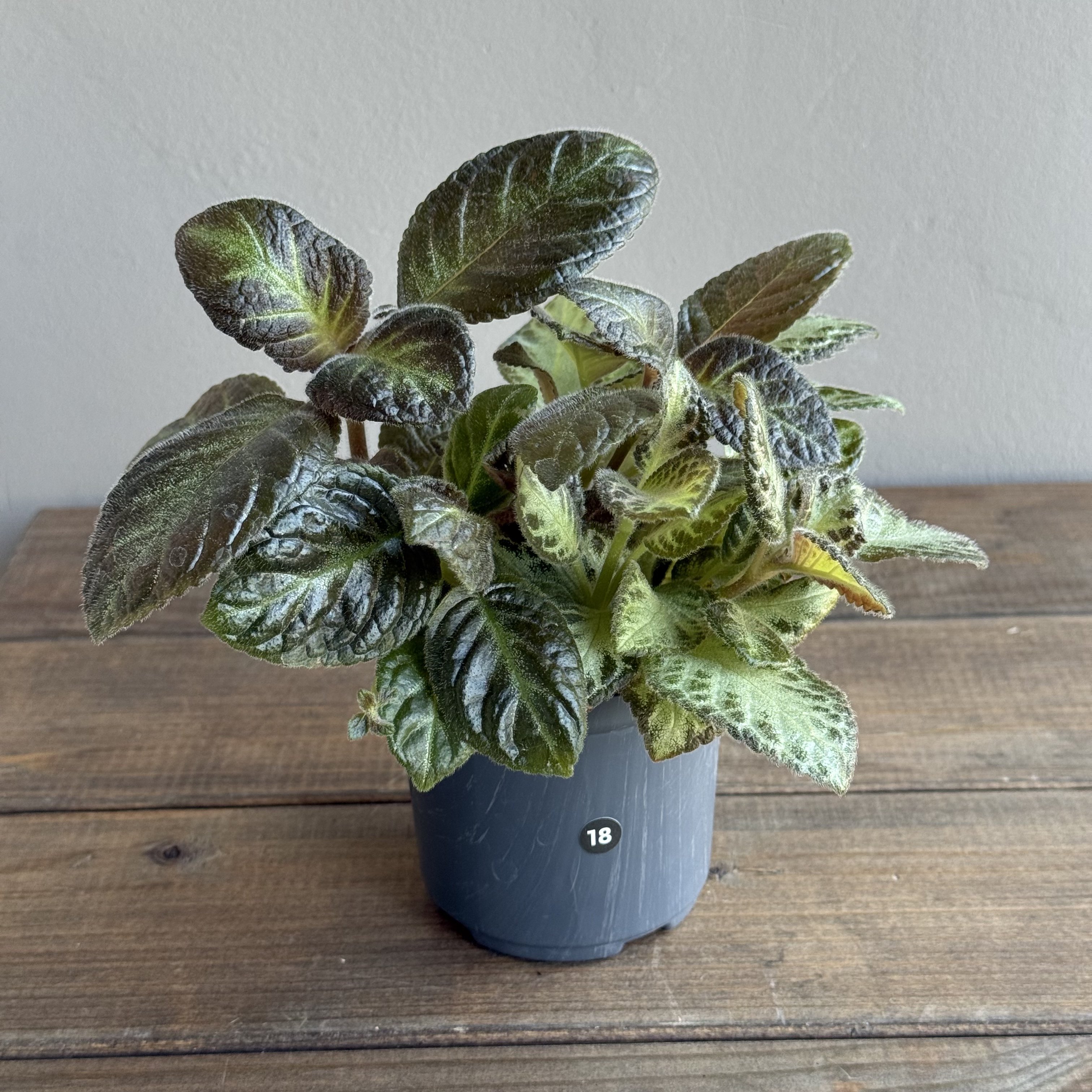 Эписция Микс (Episcia) (D8 H15)