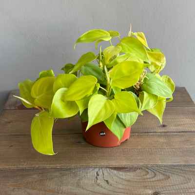 Филодендрон Сканденс Миканс Лайм (Philodendron Scandens Micans Lime)